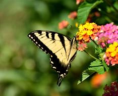 swallow tail butterfly on orange flower