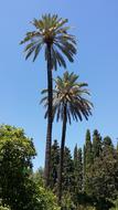 palm trees against a blue background