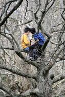 Tree Boys