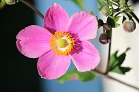 spring pink flower on a stem