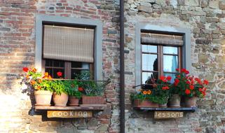 Windows red Flowers