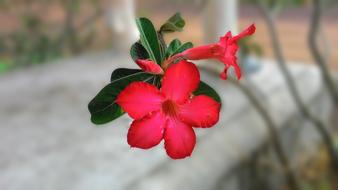 red perennial flower