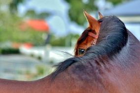 Andalusian Bay Stallion