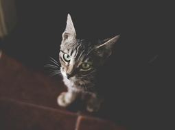 gray tabby kitten listens attentively