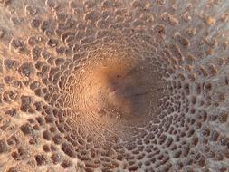 Close up of a mushroom with holes