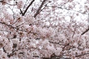 Japanese landscape of flowers