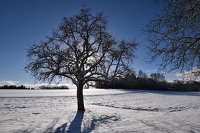 big tree with snow on it