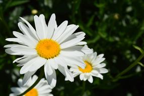 white beautiful flowers in the woods