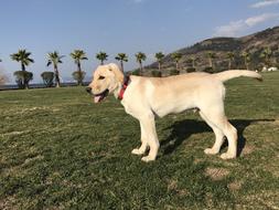 Beautiful and cute labrador dog on the green grass, on the meadow with trees