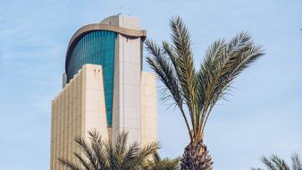 Green palms near the building with blue windows