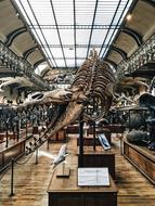Bone Dead Remnant museum