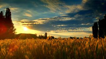 wheat field under the sun