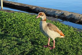 Beautiful and colorful Egyptian geese on the green grass, near the water