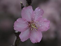 pink flower in dewdrops