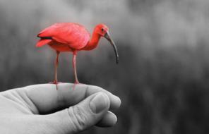 Pink Animal Bird on hand
