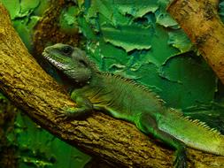 Green Animal Chameleon lizard