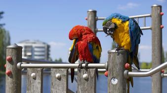 colorful parrots Bird on fence