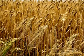 wheat beautiful field yellow