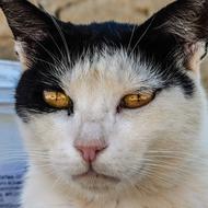 Portrait of the cute and beautiful, white and black cat with colorful eyes