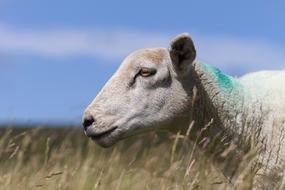 Sheep Farming on livestock