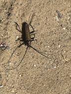 black cockroach with sand