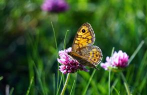 Butterfly Insect Nature