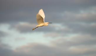 Snowy Egret Flying Bird