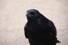 black crow on a white background