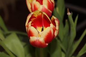 red-yellow tulips, close-up
