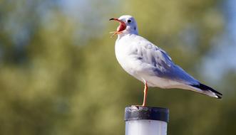 Animal Bird Seagull at wildlife