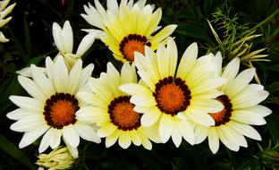 beautiful flowers in the garden view