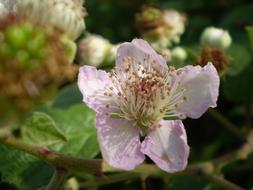 open pink flower bud