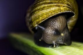 macro picture of Snail Pet Animal