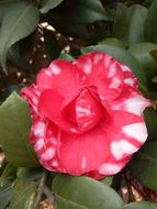 red flower on a green background