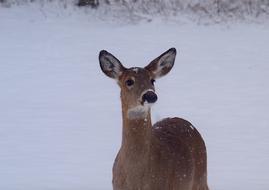 Beautiful and cute deer on the field with snow, in the park