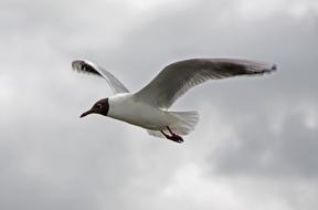 seagull over the North Sea against the gray sky