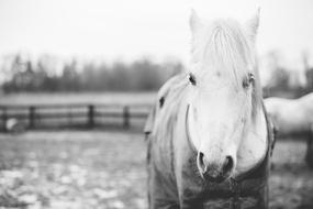 Black and white photo of the beautiful and colorful, cute horse at the farm with fence