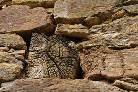 wooden log in a stone wall