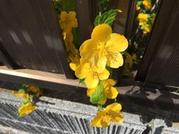 yellow beautiful flowers in the fence