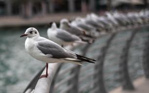 Animal Birds Seagull