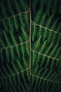 Leaves Nature Plant