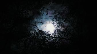 moonlight, tree branches in the forest