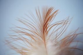 Feather Leaves Bird