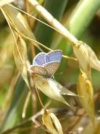 butterfly on a yellow stem