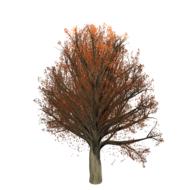 lonely autumn tree