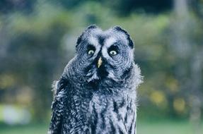 Animal Wildlife Owl bird