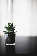 house flower in a vase on the table
