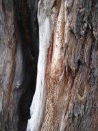 old Tree with hole, Bark close up