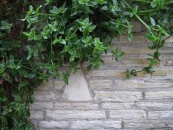 green creeper plant on grey Brick Wall