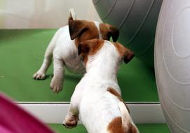 Dog Puppy Jack Russell